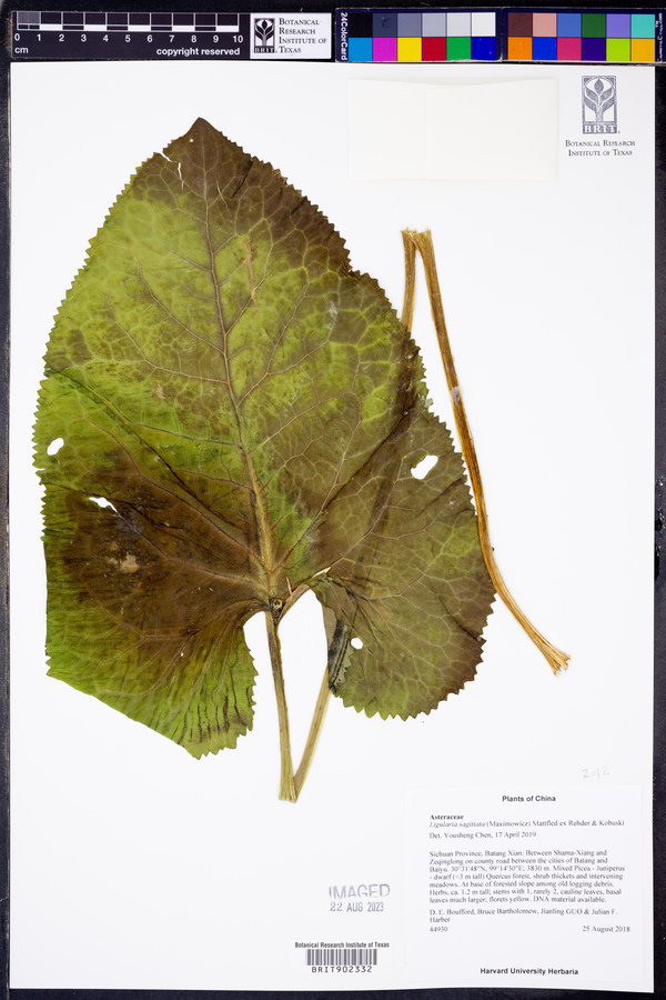 Ligularia sagitta image