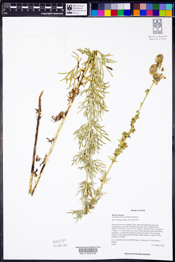 Aconitum flavum image