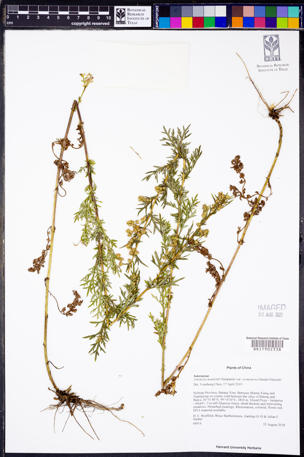 Artemisia mattfeldii image