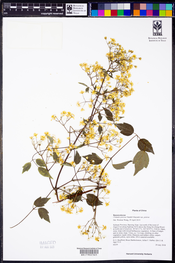 Clematis peterae image