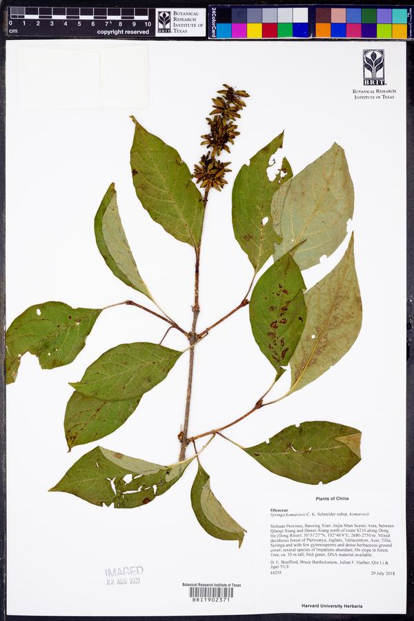 Syringa komarowii image