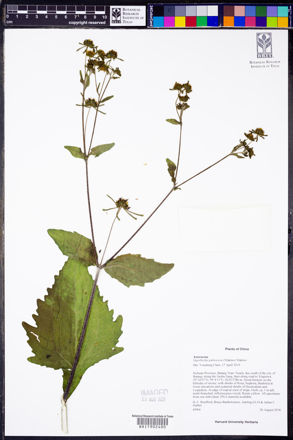 Sigesbeckia pubescens image