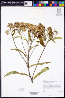 Media resource of Synotis solidaginea