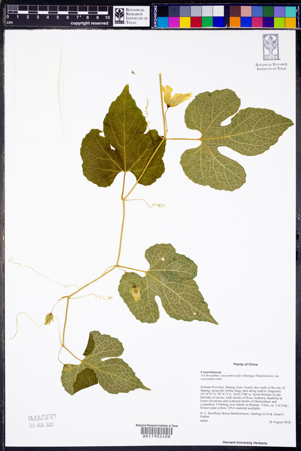 Trichosanthes cucumeroides image