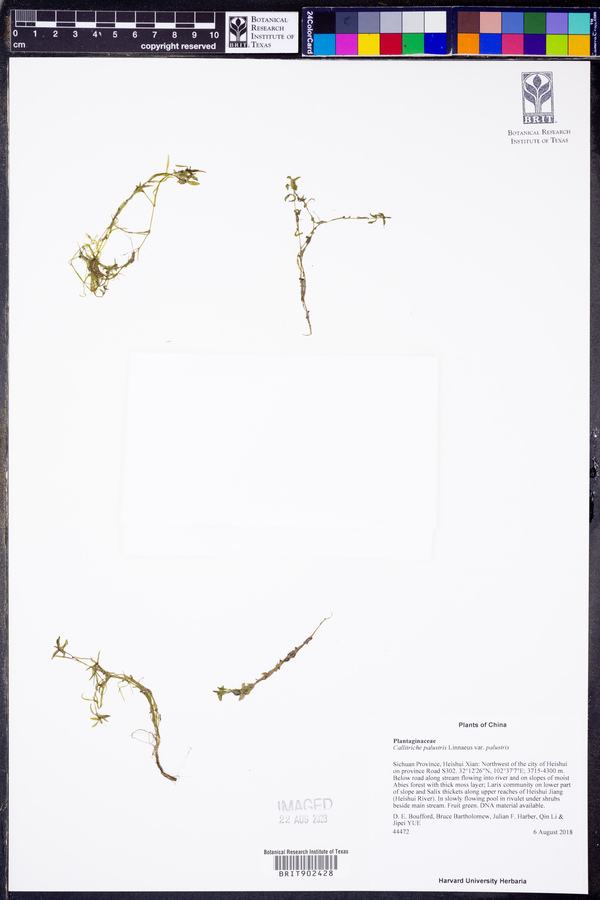 Callitriche palustris var. palustris image