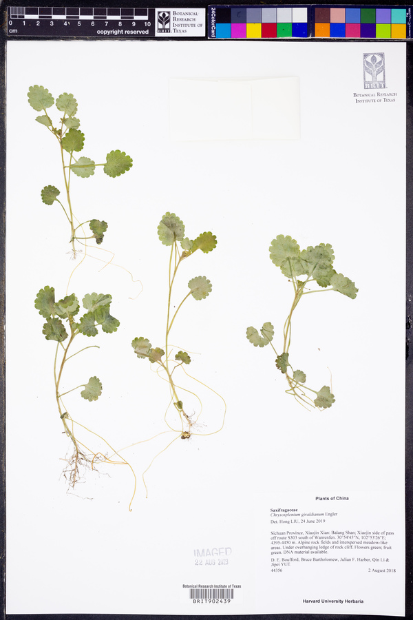 Chrysosplenium giraldianum image