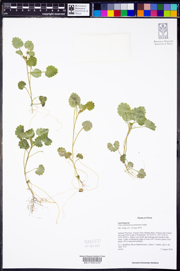 Image of Chrysosplenium giraldianum