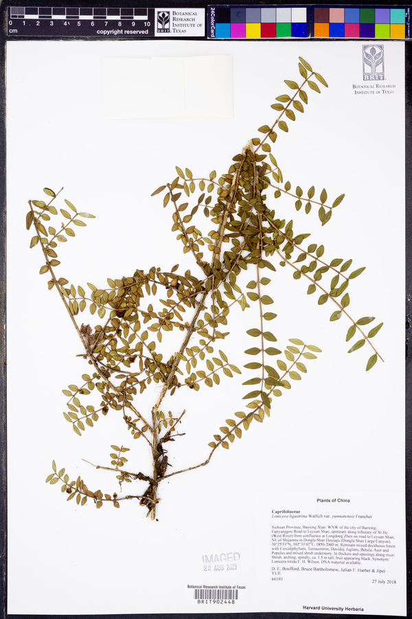 Lonicera pileata var. yunnanensis image