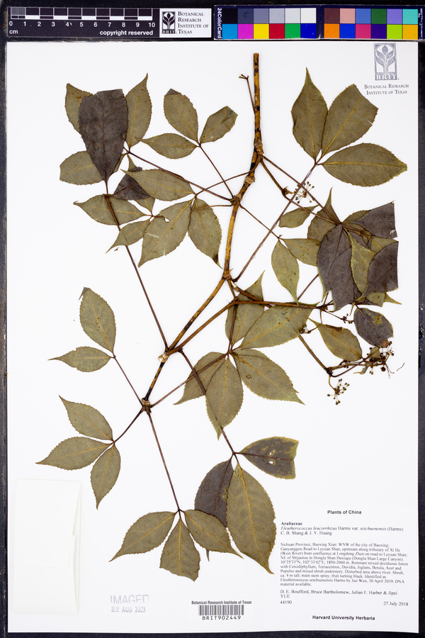 Eleutherococcus leucorrhizus var. setchuenensis image