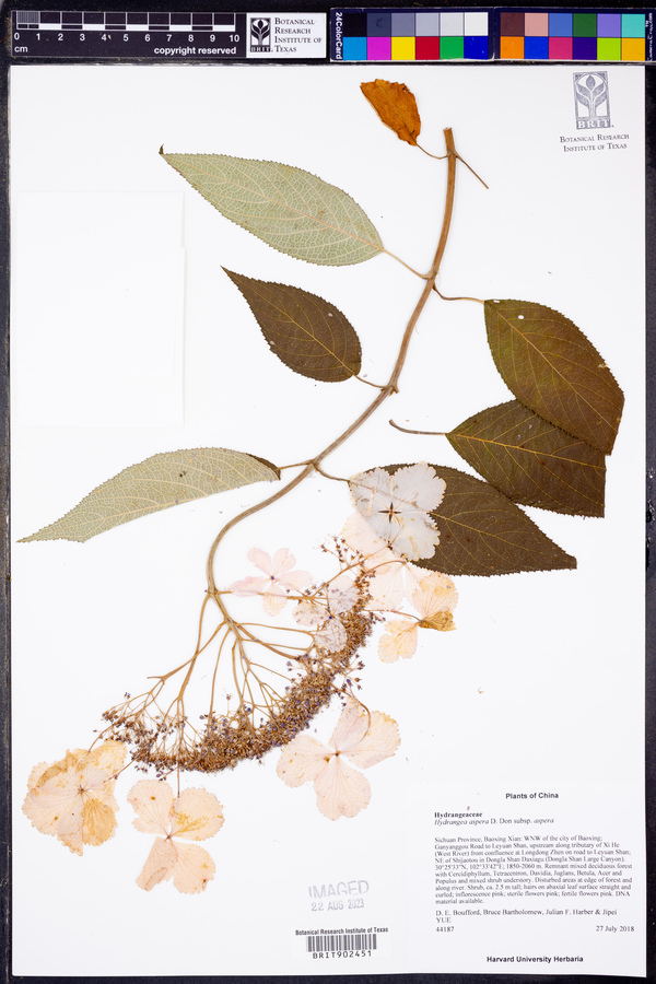 Hydrangea aspera image