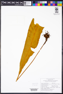 Elaphoglossum callifolium image