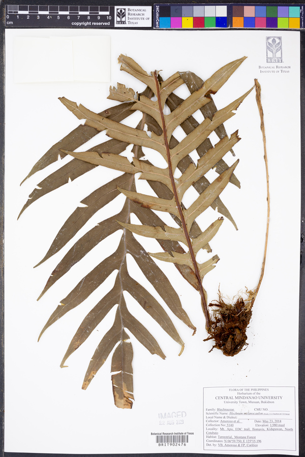 Blechnum melanocaulon image