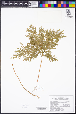 Selaginella latifrons image