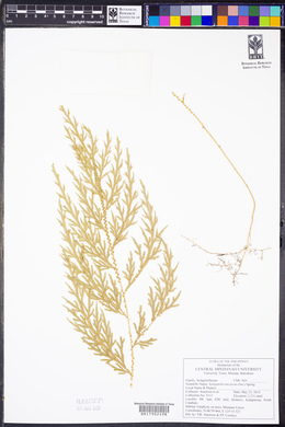 Selaginella tamariscina image