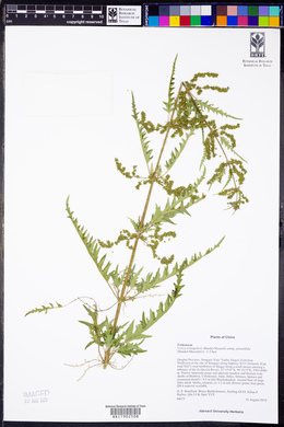 Urtica triangularis image