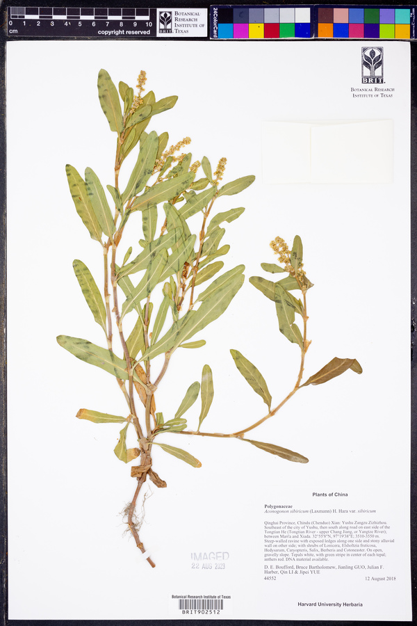 Knorringia sibirica subsp. sibirica image
