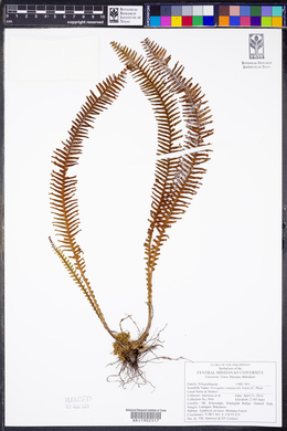 Prosaptia contigua image