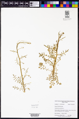 Cardamine parviflora image