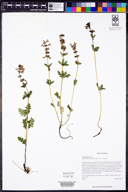 Pedicularis triangularidens image