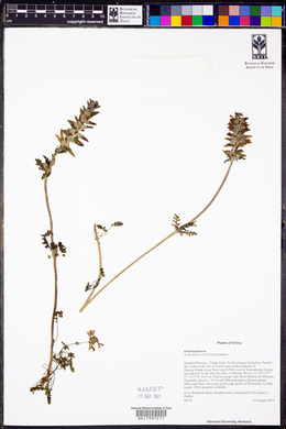 Pedicularis verticillata image