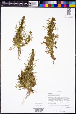 Artemisia hedinii image