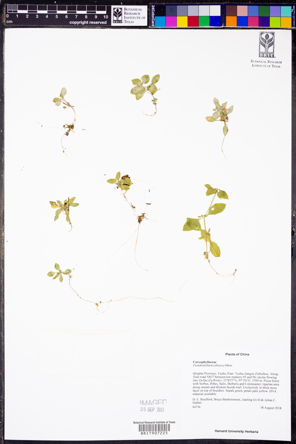 Pseudostellaria tibetica image