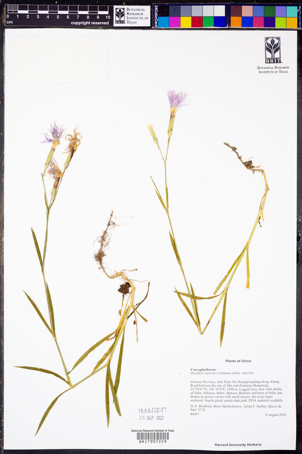 Dianthus superbus subsp. superbus image