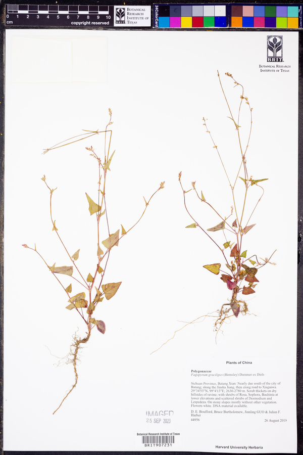 Fagopyrum gracilipes image