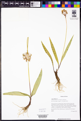 Allium prattii image