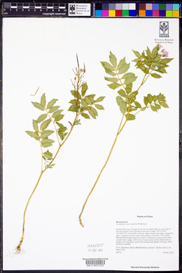 Cardamine macrophylla image