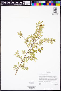 Lonicera tangutica image