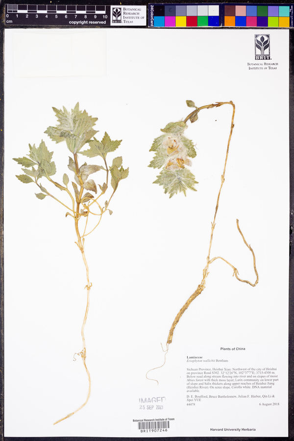 Eriophyton wallichii image