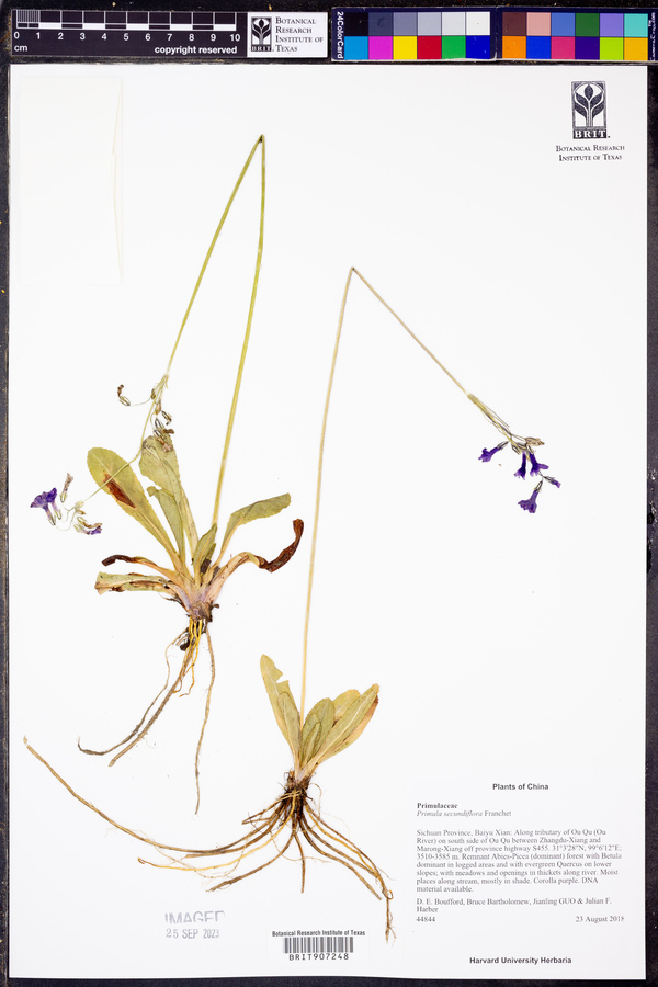 Primula secundiflora image