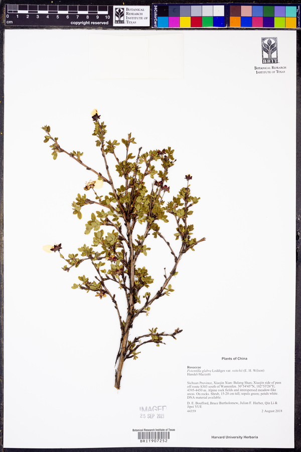 Potentilla glabra var. veitchii image