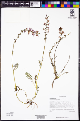 Pedicularis davidii image