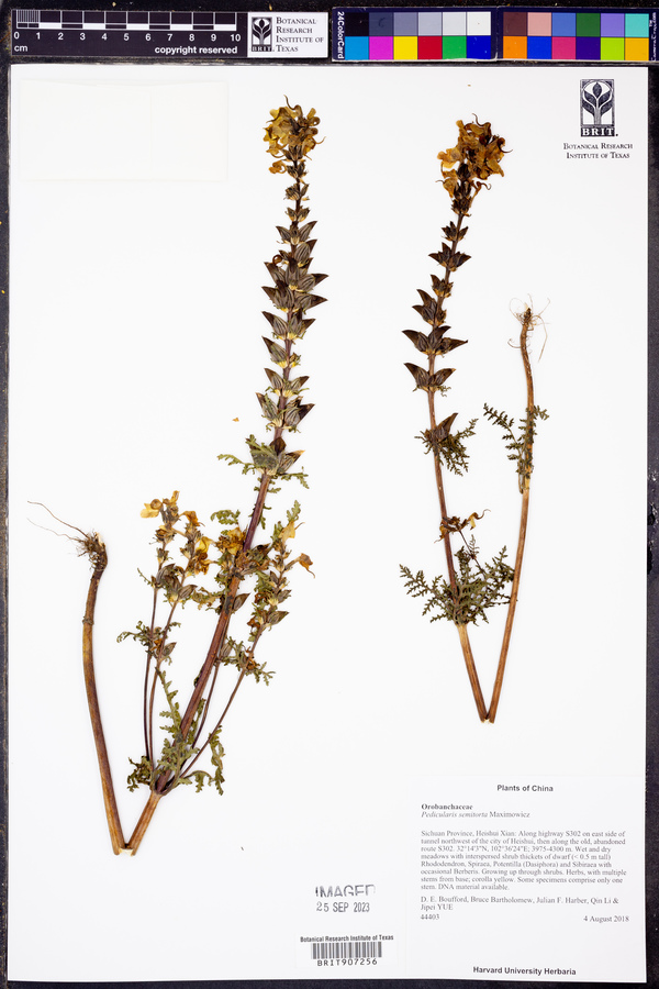 Pedicularis semitorta image