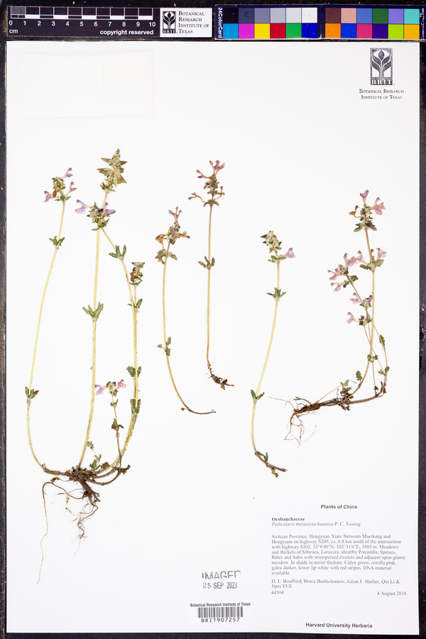 Pedicularis metaszetschuanica image