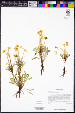 Pedicularis longiflora image