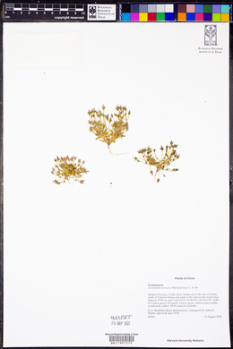 Gentianella arenaria image