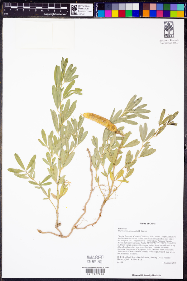 Thermopsis lanceolata image