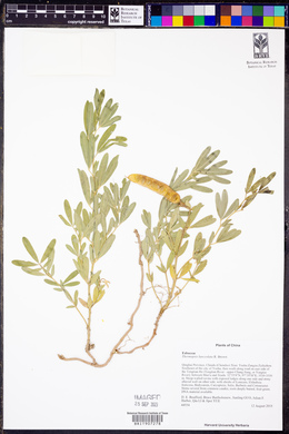 Image of Thermopsis lanceolata