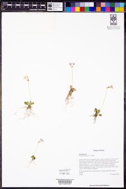 Image of Primula blinii