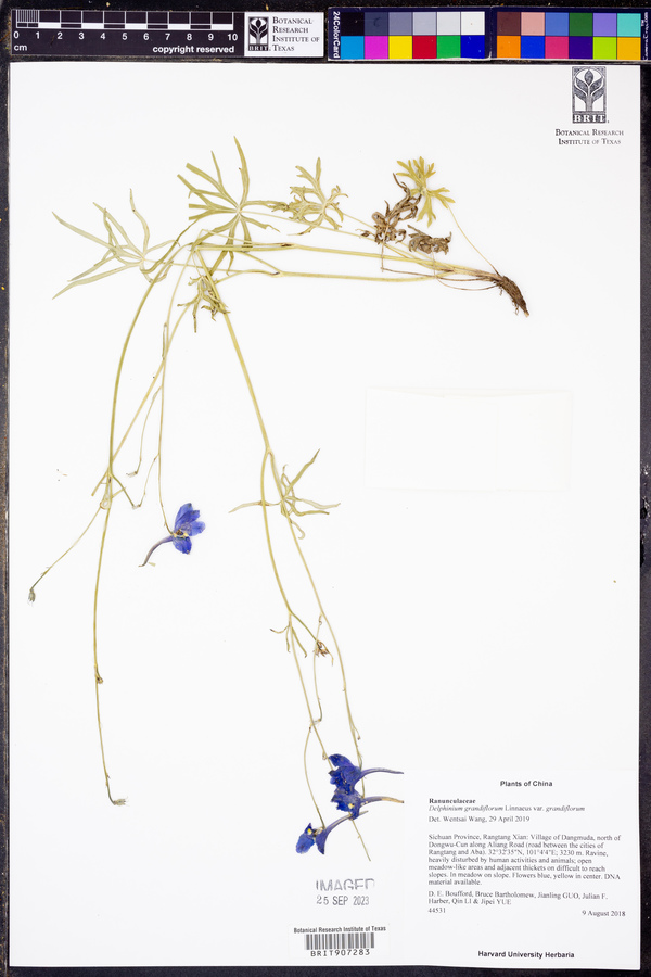 Delphinium grandiflorum var. grandiflorum image