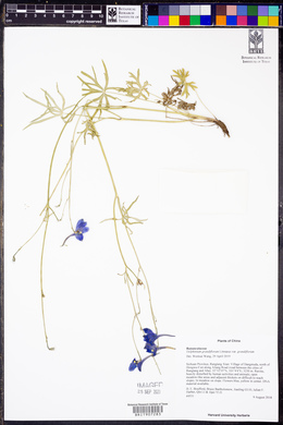 Delphinium grandiflorum image