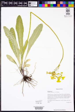 Primula sikkimensis image