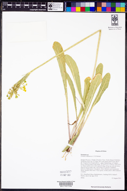 Primula sikkimensis image