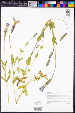 Gentianopsis paludosa image