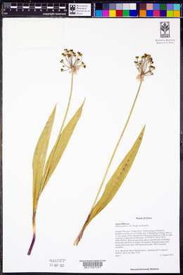 Allium prattii image