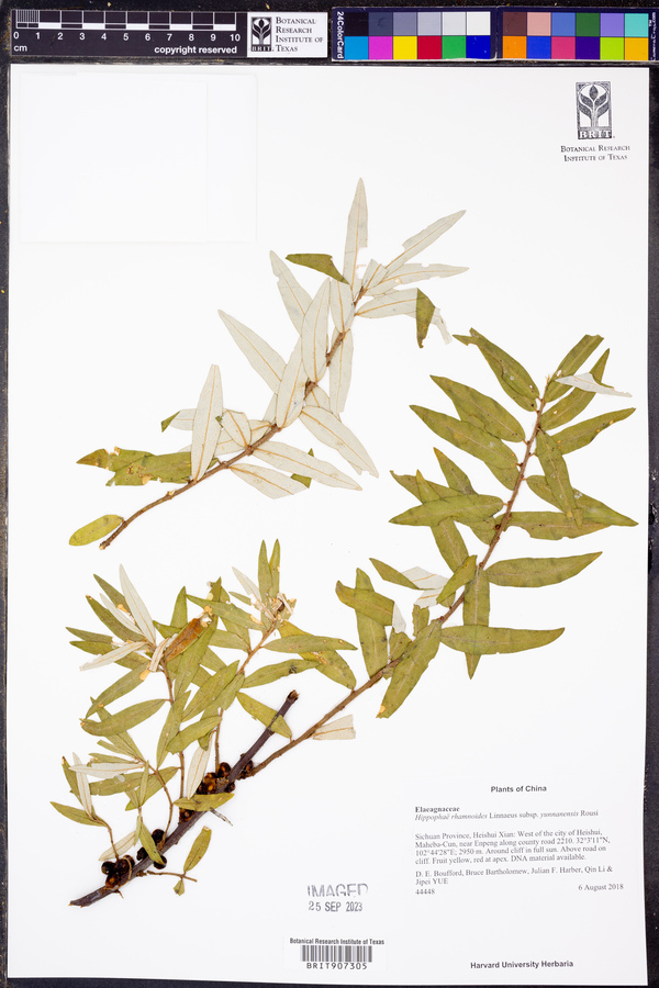Hippophae rhamnoides subsp. yunnanensis image
