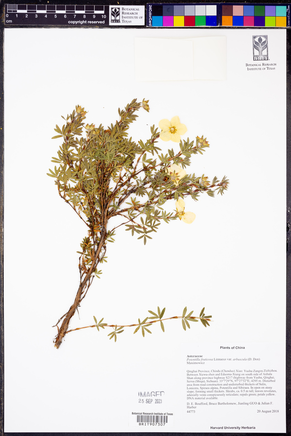 Dasiphora arbuscula image